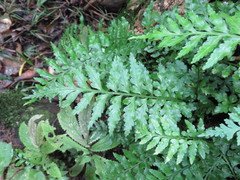 Asplenium lamprophyllum
