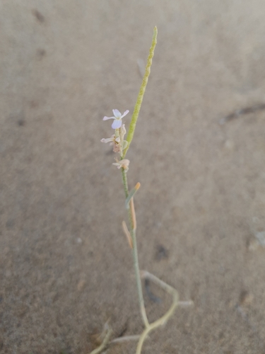 Ghurayra (Eremobium aegyptiacum)