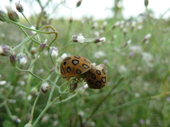 Sphaerocoris annulus