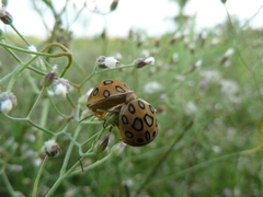 Sphaerocoris annulus