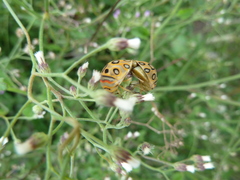 Sphaerocoris annulus