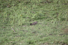 Chordeiles nacunda