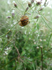 Sphaerocoris annulus