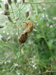 Sphaerocoris annulus