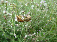 Sphaerocoris annulus