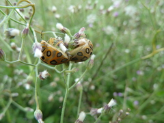 Sphaerocoris annulus