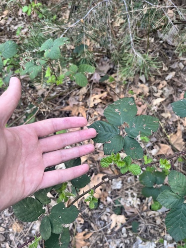 Armenian Blackberry (Rubus armeniacus)