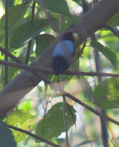 Long-tailed Manakin (Chiroxiphia linearis), photo 8