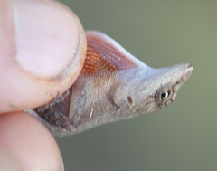 Anolis cupreus