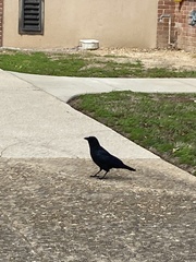 Corvus