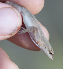 Anolis cupreus