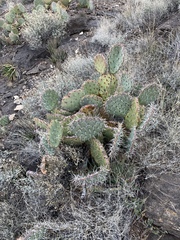 Opuntia arizonica