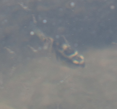 Abudefduf concolor