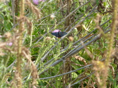 Phocides polybius phanias