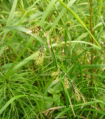 Carex macrochaeta
