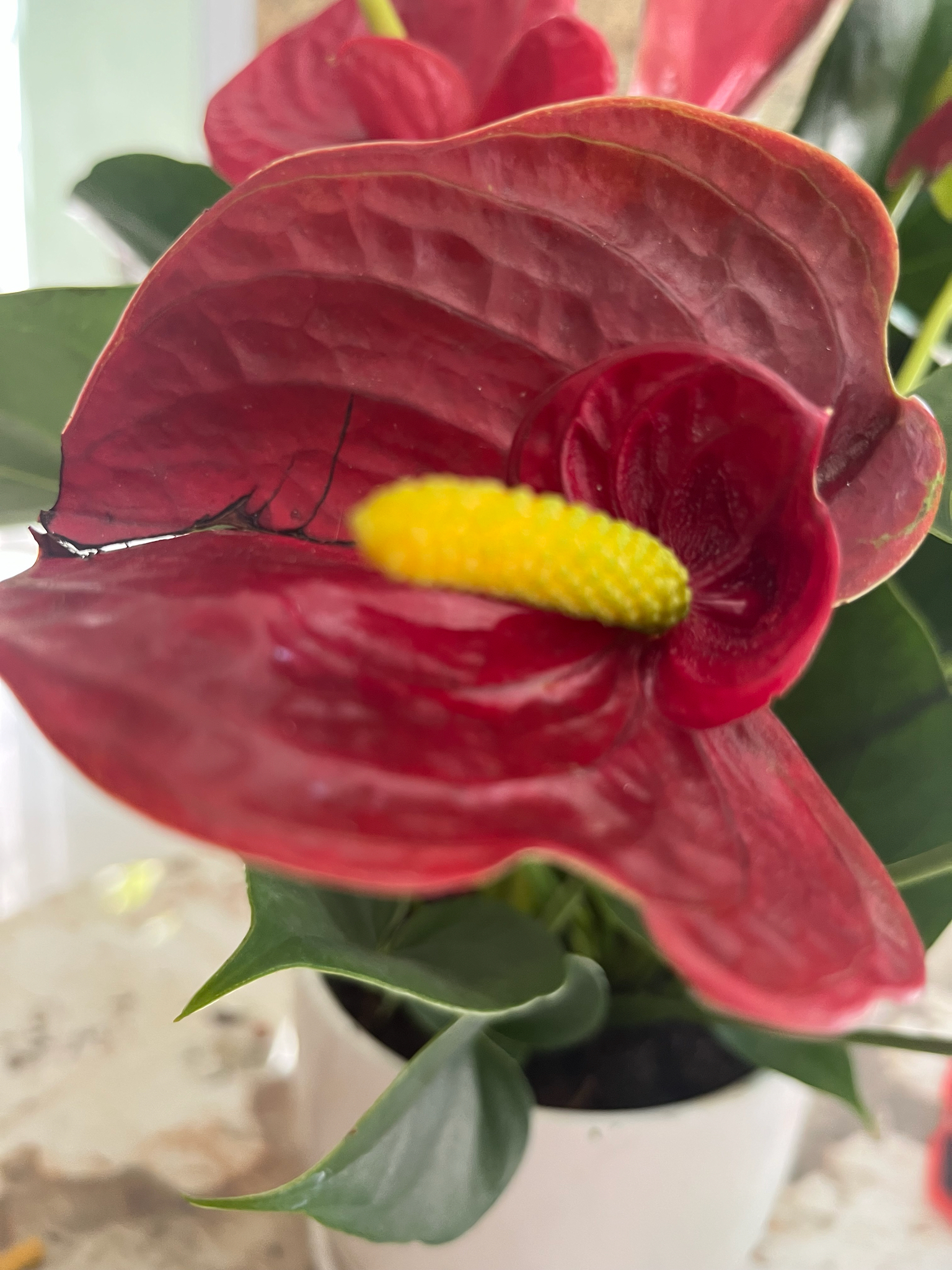 Hồng Môn (Anthurium andraeanum)