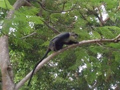 Cercopithecus mitis albogularis