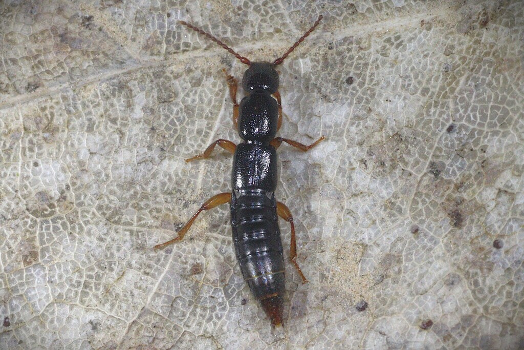 Lathrobium brunnipes