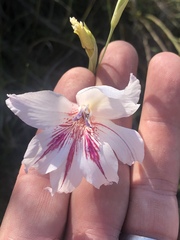Gladiolus roseovenosus