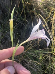 Gladiolus roseovenosus