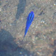 Stegastes acapulcoensis