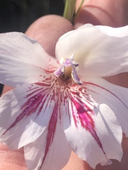 Gladiolus roseovenosus