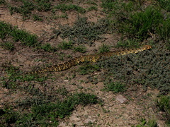 Bitis arietans arietans