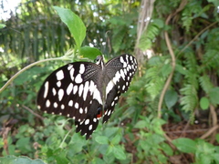 Papilio demodocus demodocus