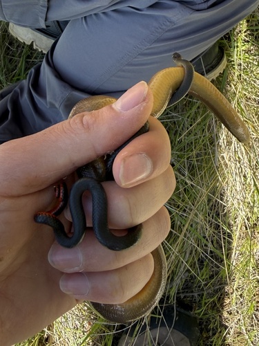 Northern Rubber Boa