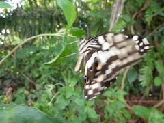 Papilio demodocus demodocus