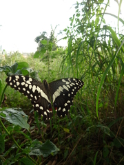 Papilio demodocus demodocus