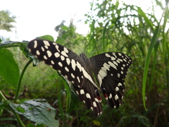 Papilio demodocus demodocus