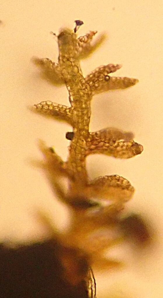 Cylindrocolea planifolia