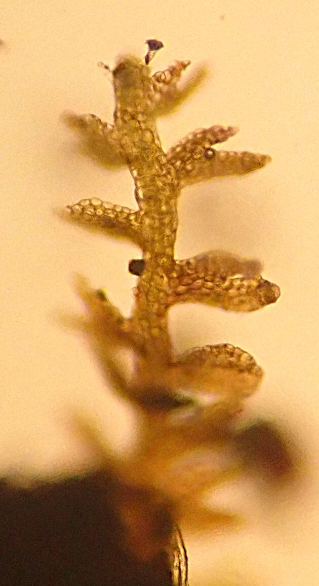 Cylindrocolea planifolia