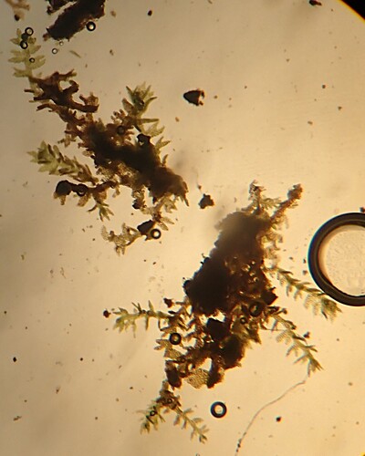 Cylindrocolea planifolia