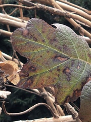 Cercospora hydrangeae