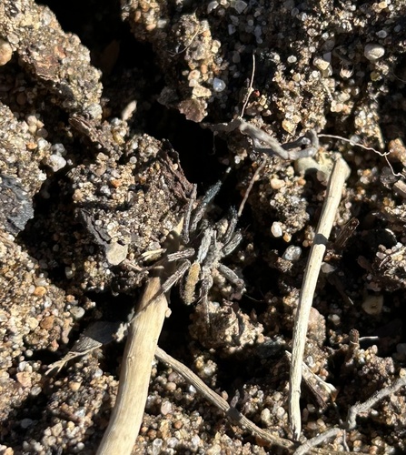Easter Fox Spider
