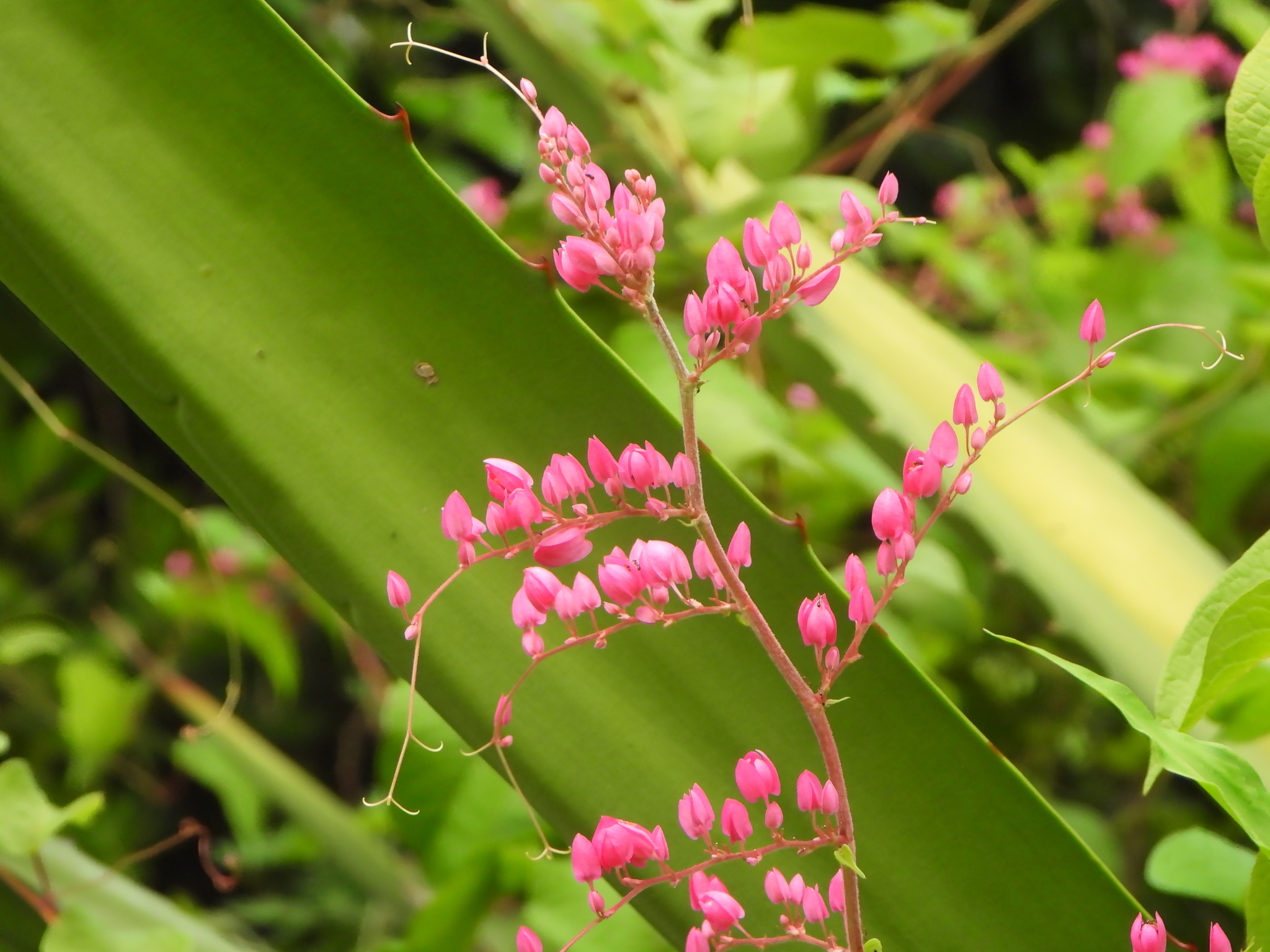Coral Vine (Antigonon leptopus)