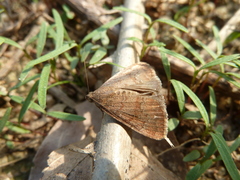 Noctuidae