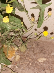 Senecio glaucus