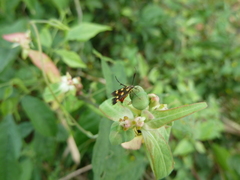 Eretmocera