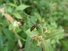 Eretmocera