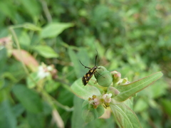 Eretmocera