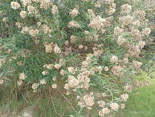 Baccharis punctulata