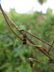 Eretmocera