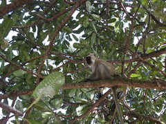 Chlorocebus pygerythrus hilgerti
