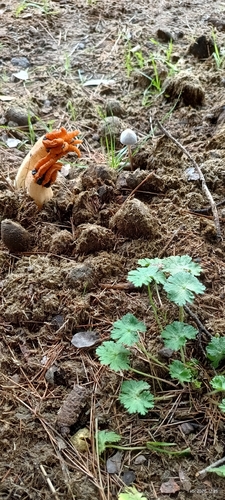 Lizard's Claw Stinkhorn (Lysurus cruciatus)