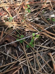 Ayenia euphrasiifolia