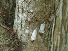 Pyrops watanabei