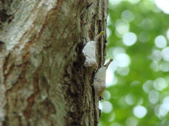Pyrops watanabei